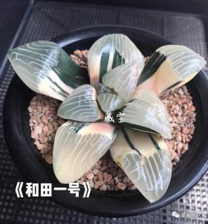 "和田玉"新传奇!一个让你一眼就爱上的多肉新品种!赶紧入手一个吧!